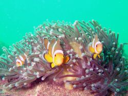 Clowfish in their anenomies. by Alex Dorward 